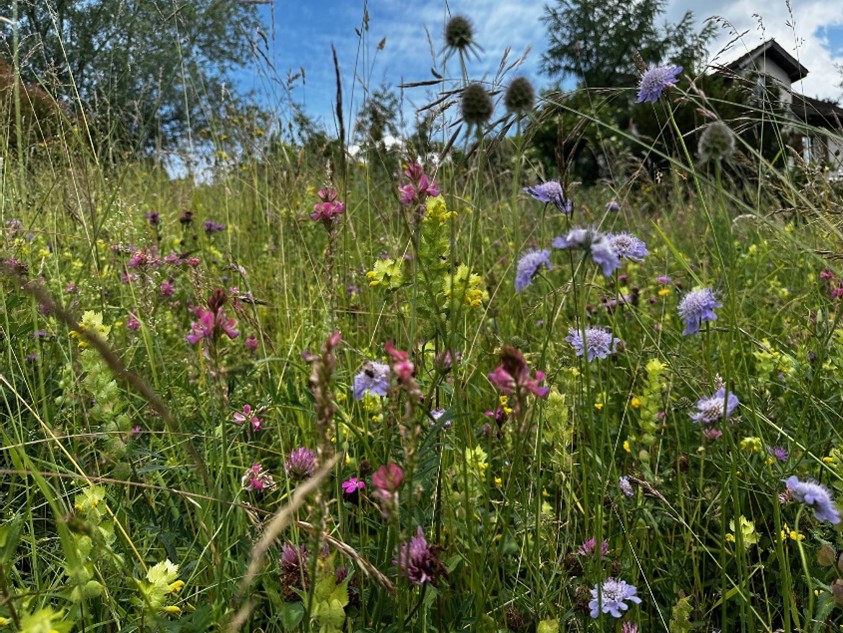 Bild zum Event: Wald, Waldrand und wo sich der NVV Höngg überall engagiert